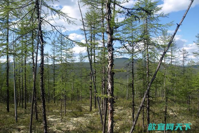 气候变化可能与地球的某些大片地区的同步的树生长模式有关联