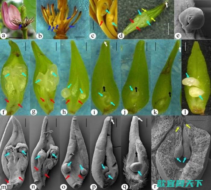 中国科学家全球首次研究揭示木兰科植物胚珠被心皮包被过程