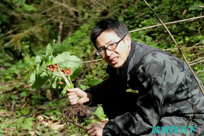 四川北川县小寨子沟国家级保护区发现一种新的：北川驴蹄草