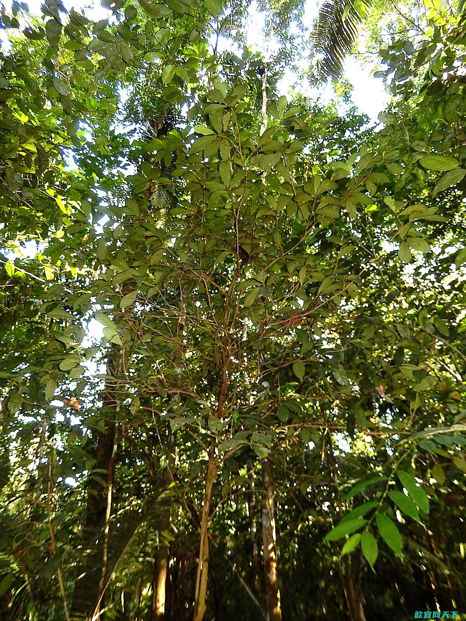 马努之谜！来自亚马逊的神秘植物被宣布成为新物种