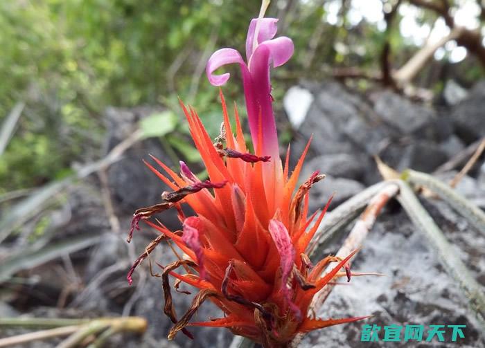 Acanthostachys calcicola在森林石灰岩中生长。