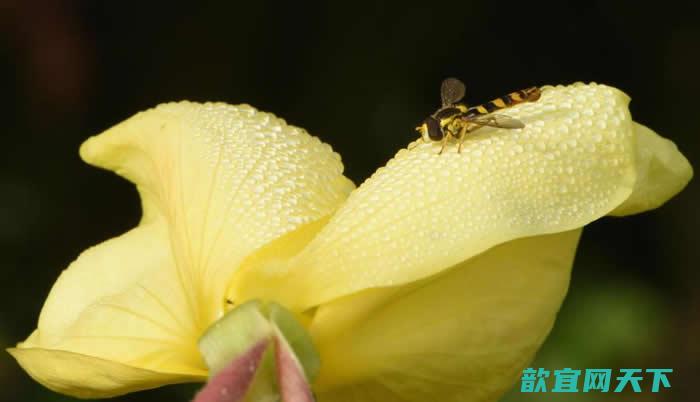 在英国，一只棕黄相间的食蚜蝇（hoverfly ）停在一朵布满露珠的月见草上。 PHOTOGRAPH BY MICHAELGRANTWILDLIFE/ ALAM