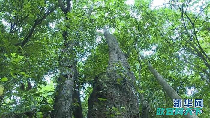云南高黎贡山国家级保护区保山段发现珍稀濒危滇桐野生居群