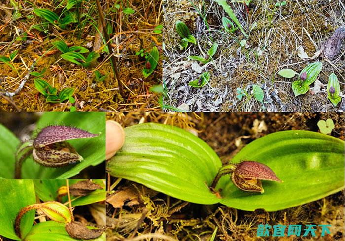 玉龙雪山再发现玉龙杓兰（Cypripedium forrestii）野生居群