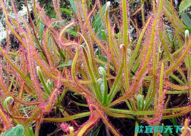 德国专家凭在facebook看到的这张照片，发现新品种drosera magnifica。