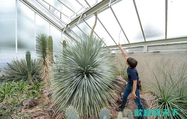 英国皇家植物园龙舌兰的花穗一夜间长高46厘米