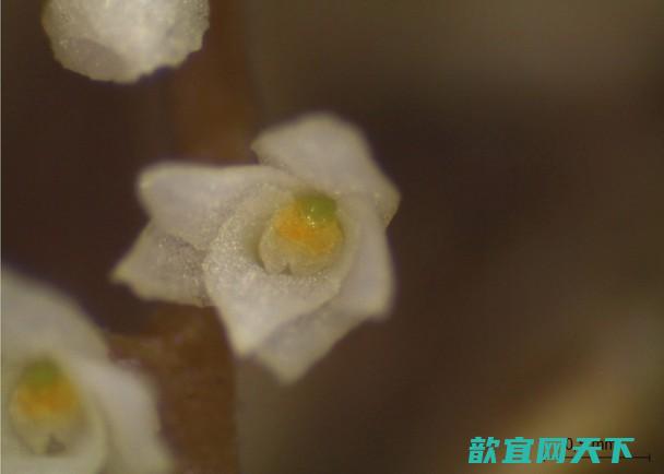 巴西植物学家发现全球最细小兰花