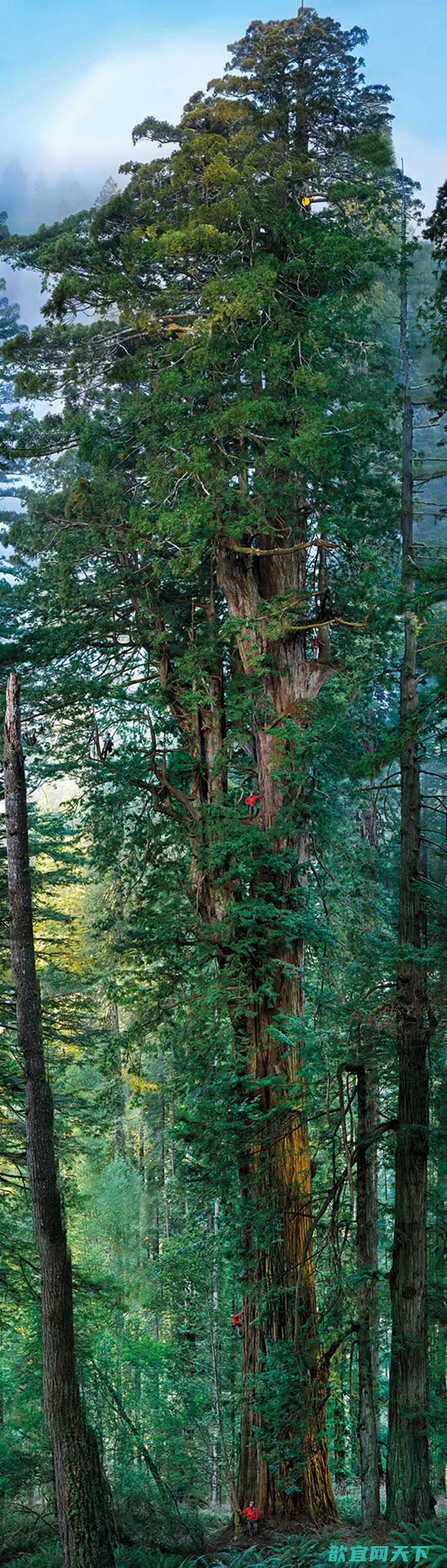 艾萨克·牛顿曾解释高大的如红杉是如何战胜地心引力并将水分运送到其叶子中