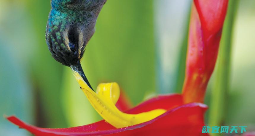 热带Heliconia tortuosa区别访问它的花的传粉者