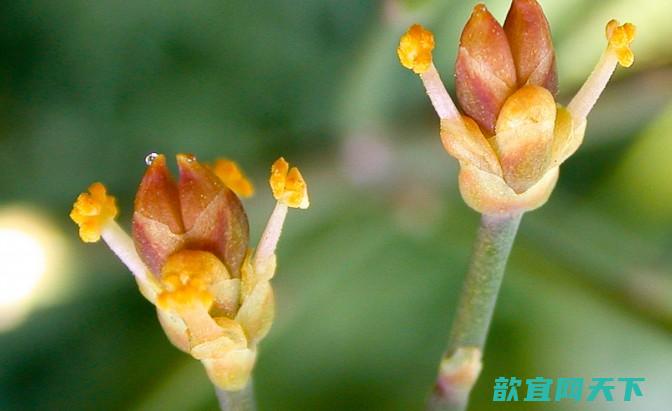 版狼人“Ephedra foeminea”：满月时分泌花蜜吸引传粉