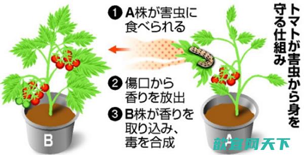 日本家揭示用气味传递虫害信息的成因