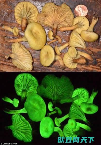 巴西雨林重现消失170年的荧光蘑菇