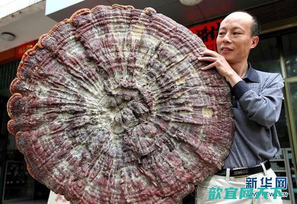 广西贺州发现直径近1米的巨大灵芝