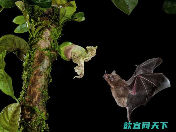 某些热带花卉会利用声音的反射让吸蜜蝙蝠更容易找到它们