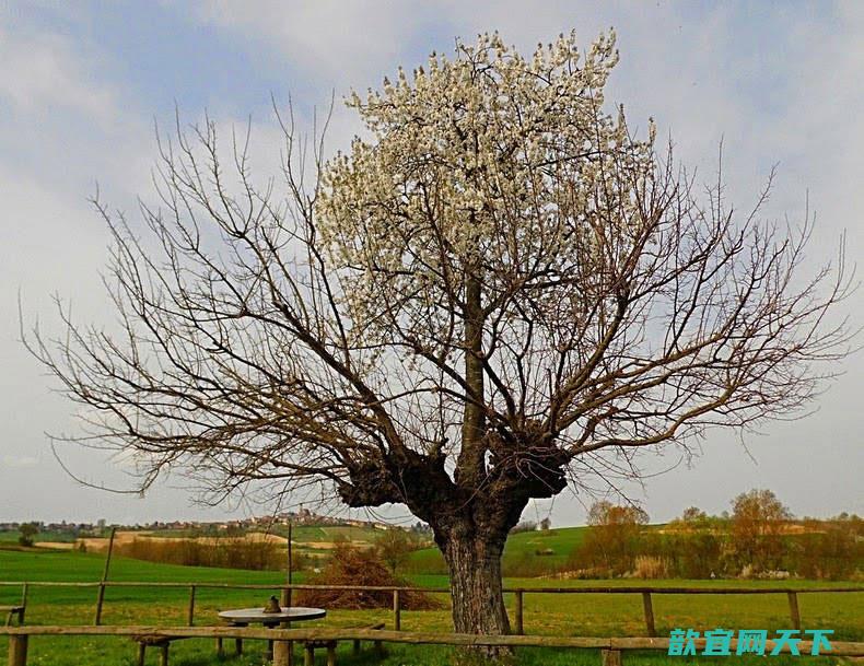 意大利小镇“双生”怪树“Bialbero de Casorzo”：樱桃树长在桑树顶部