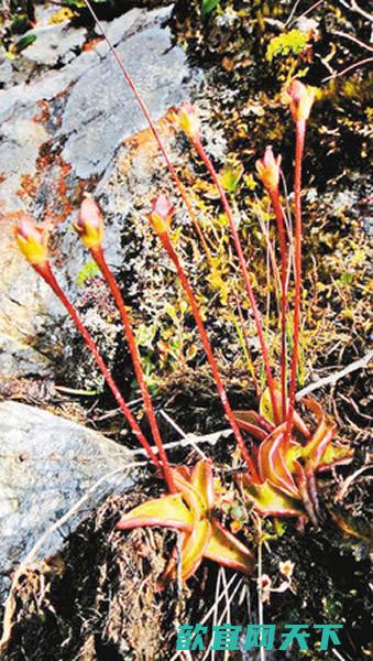 秦岭发现食肉植物“高山捕虫堇”