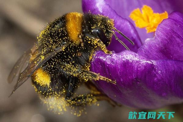 失去一种传粉可能对繁殖产生不良影响