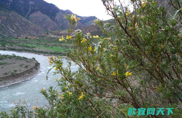 四川新龙县雅砻江河谷发现重要残遗植物新种