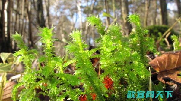 重建陆生的系统发生关系