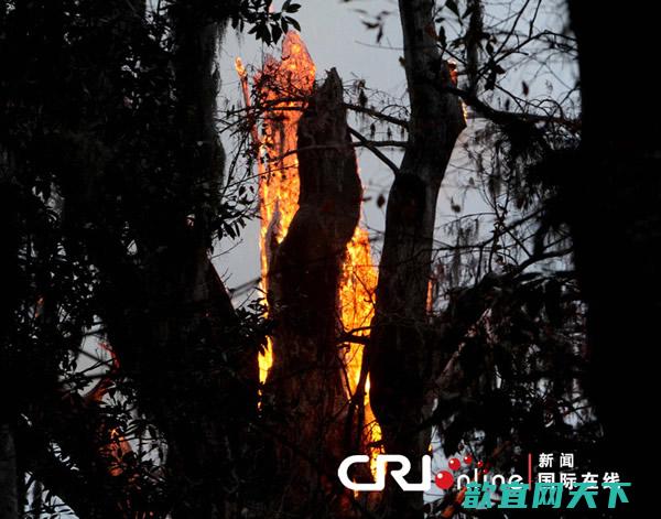 3500年的世界最古老柏树突然起火
