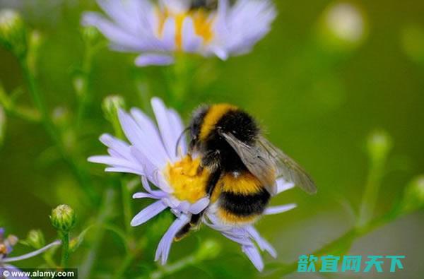 花卉释放电信号来吸引蜜蜂来采集花粉