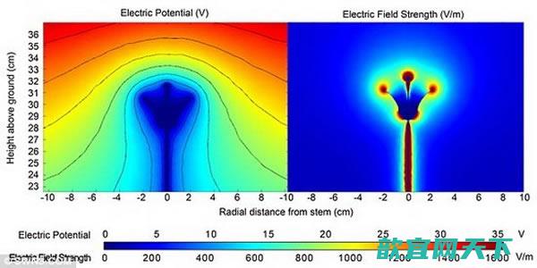 研究人员发现花卉能够释放电信号吸引黄蜂，让它们掌握到花蜜和传粉的信息。图中所示是一朵花卉周围的电场