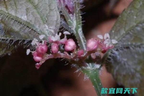 家在南部洞穴发现荨麻科新品种