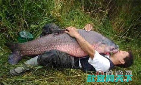 世界最大的鲤鱼重134磅7盎司