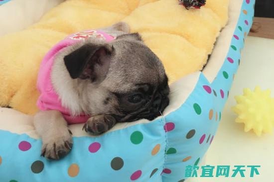 巴哥犬刚开始养就后悔