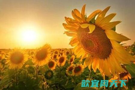 向日葵花语是什么 不同数目向日葵代表什么寓意