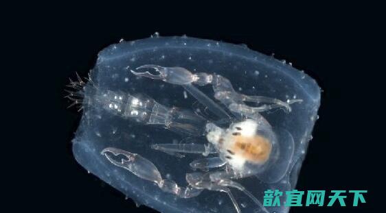 深海100000米以下生物【图片】